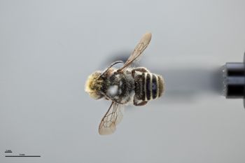 Media type: image;   Entomology 785769 Aspect: habitus dorsal view